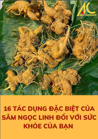 Tìm hiểu về sâm Ngọc Linh? Đây là 16 tác dụng đặc biệt của sâm Ngọc Linh đối với sức khỏe của bạn