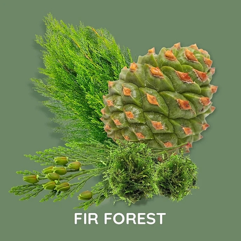 Tinh Dầu Thơm Làm Nến, Tán Hương, Mỹ Phẩm Mùi Fir Forest