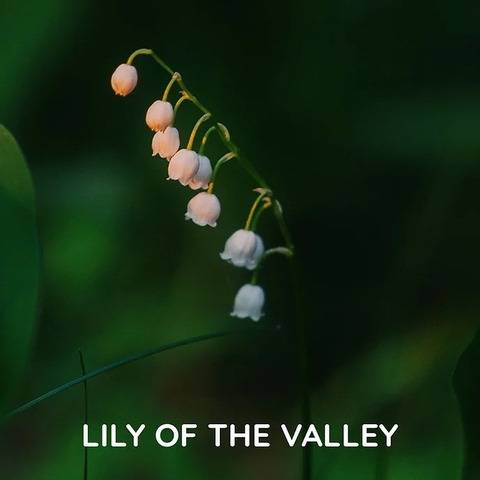 Tinh Dầu Thơm Làm Nến, Tán Hương, Mỹ Phẩm Mùi Lily Of The Valley