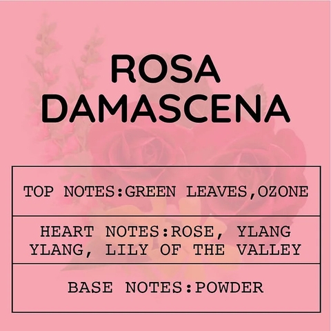 Tinh Dầu Thơm Làm Nến, Tán Hương, Mỹ Phẩm Mùi Rosa Damascena