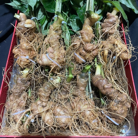 Sâm Lai Châu: “Quốc bảo” của Việt Nam với hàm lượng hoạt chất vượt trội