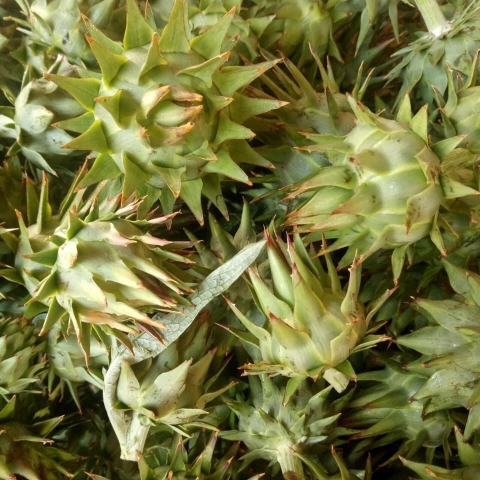 Cây atiso công dụng của cây atiso