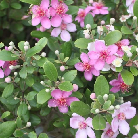 Sim rừng ngâm rượu - Công dụng của sim rừng với sức khỏe