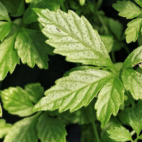 Giảo Cổ Lam – Thảo Dược Quý Cho Sức Khỏe Toàn Diện