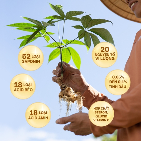 Sâm Lai Châu: Nguồn Gốc, Đặc Điểm và Công Dụng Tuyệt Vời