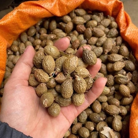 Hạt ươi bay - Loại hạt 4 năm mới ra một lần không phải muốn mua là được