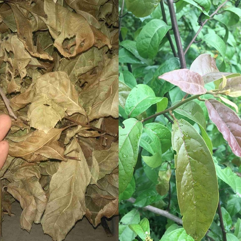Xạ đen tươi và khô dùng thế nào thì tốt hơn