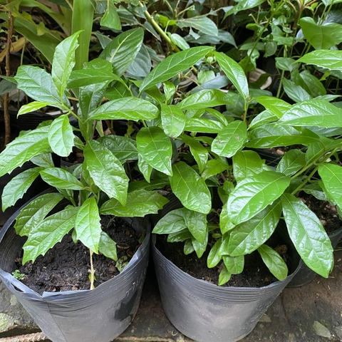 Cây Xạ Đen – Thảo Dược Quý Hỗ Trợ Sức Khỏe Toàn Diện