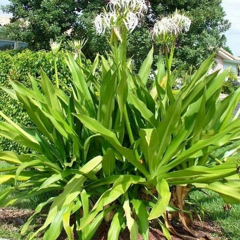 Lá trinh nữ hoàng cung khô