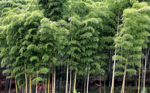 Tre và yếu tố phong thủy tốt đẹp