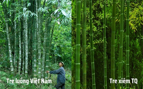 Sàn tre Việt Nam và sàn tre Trung Quốc khác nhau những gì ?