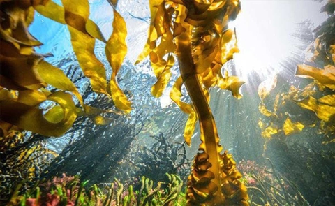 Nguồn gốc và công dụng tuyệt vời của hoạt chất Fucoidan