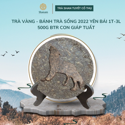 TRÀ VÀNG - BÁNH TRÀ SỐNG 2022 YÊN BÁI 1 TÔM - 3 LÁ 500G BTR CON GIÁP TUẤT