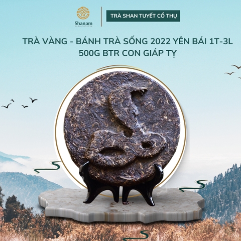 TRÀ VÀNG - BÁNH TRÀ SỐNG 2022 YÊN BÁI 1 TÔM - 3 LÁ 500G BTR CON GIÁP TỴ