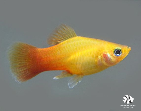 Platy Orange Gold