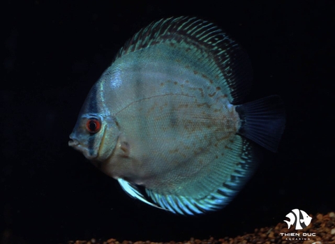 Blue Solid Discus