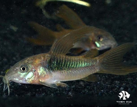 Aeneus Cory Green Long Tail