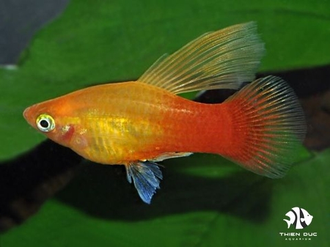 Platy Sunset Gold Hi Fin