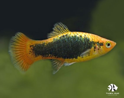 Platy Tuxedo Red Gold