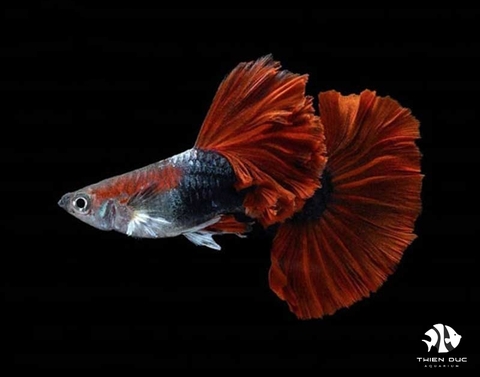 Guppy HB Red (Pair)