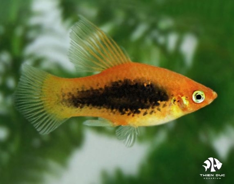 Platy Tuxedo Red Gold Hi Fin