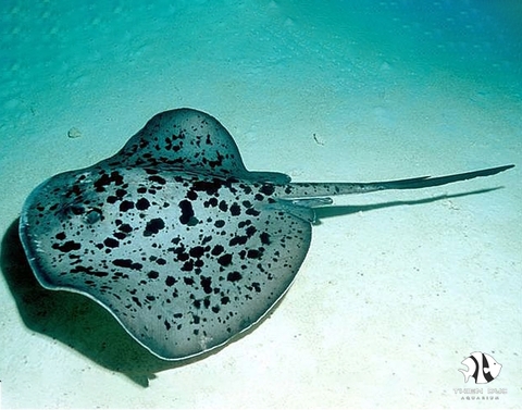 Marbled Stingray