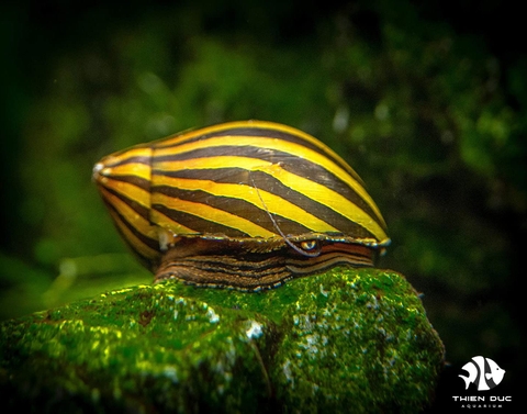 Zebra Snail