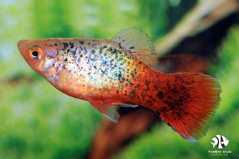 Platy Red White Calico