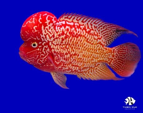 Flower Horn Cichlids Red