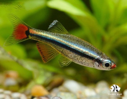 White Cloud Mountain Minnow