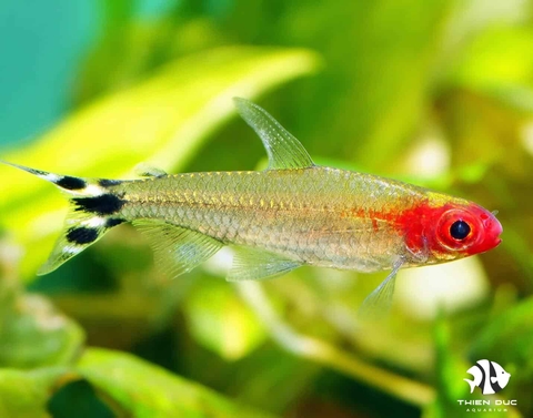 Rummynose Tetra