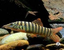 Tiger Botia Loach