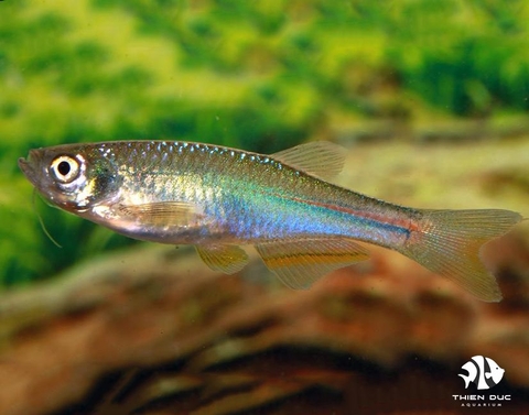 Pearl Danio