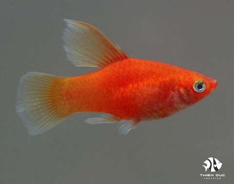 Platy Coral Red Hi Fin