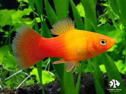 Platy Sunset Gold