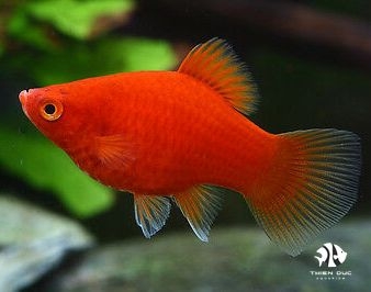 Platy Red Coral Mickey Mouse Balloon