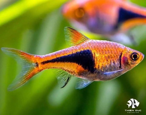 Harlequin Red Tetra