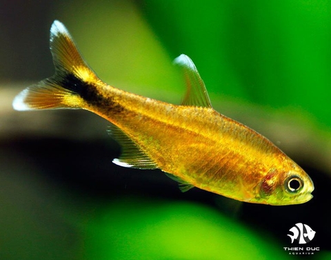 Tetra Silver Tip