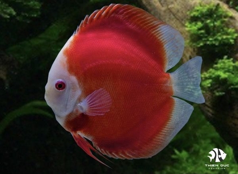 Manrlboro Red Discus