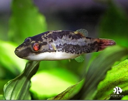 Puffer Red Eye