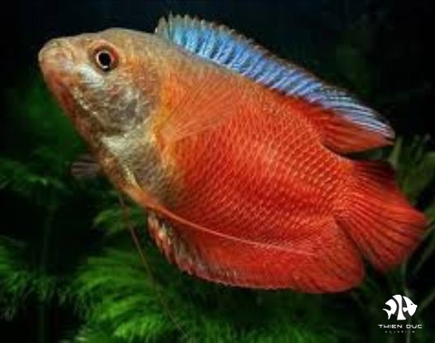 Red Gourami Pairs