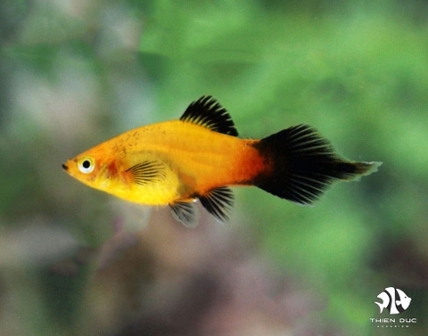 Platy Apple Tricolor Pintail