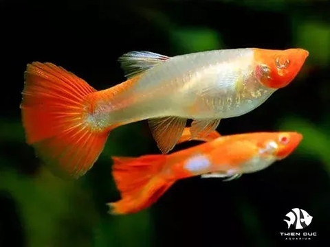 Guppy Koi Red(Pair)