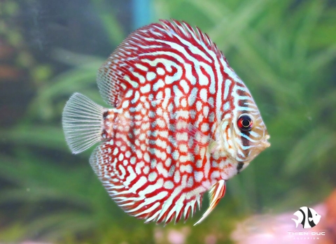 Red Royal Discus