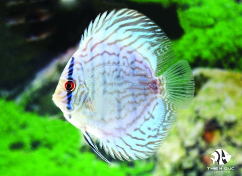 Blue Turquoise Discus