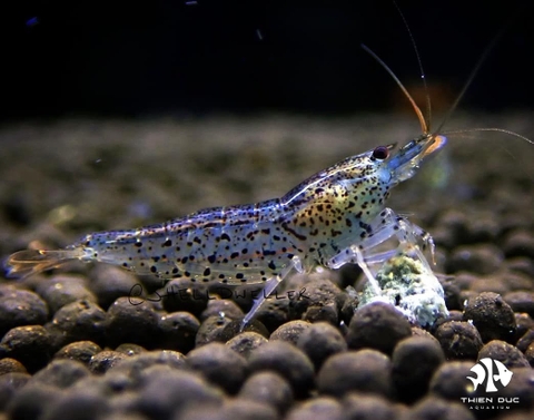 Cheetah Shrimp