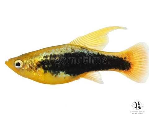 Platy Koi Metallic Gold Hi Fin