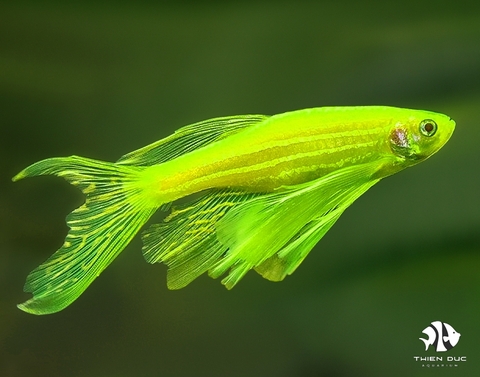 Green Danio Longfin