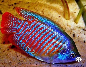 Rainbow Gourami Pair