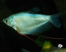 Moonlight Gourami